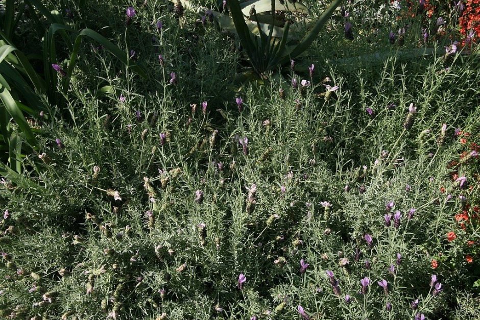 Como plantar Alfazema francesa 'Willow Vale' (Lavandula 'Willow Vale')_1