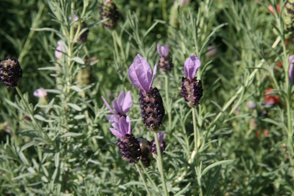 Onde plantar Alfazema francesa 'Willow Vale' (Lavandula 'Willow Vale')_2