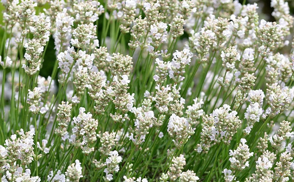 Alfazema inglesa 'Alba' (Lavandula angustifolia 'Alba')