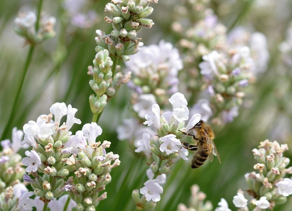 Como plantar Alfazema inglesa 'Alba' (Lavandula angustifolia 'Alba')_1