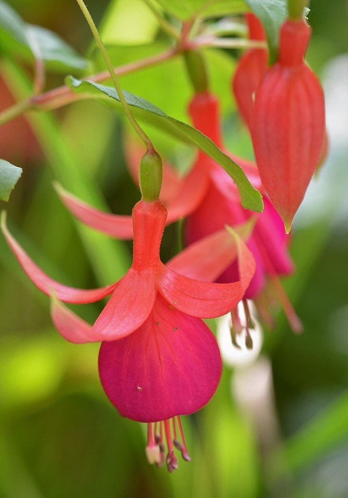 Brinco-de-princesa 'Achievement' (Fuchsia 'Achievement')