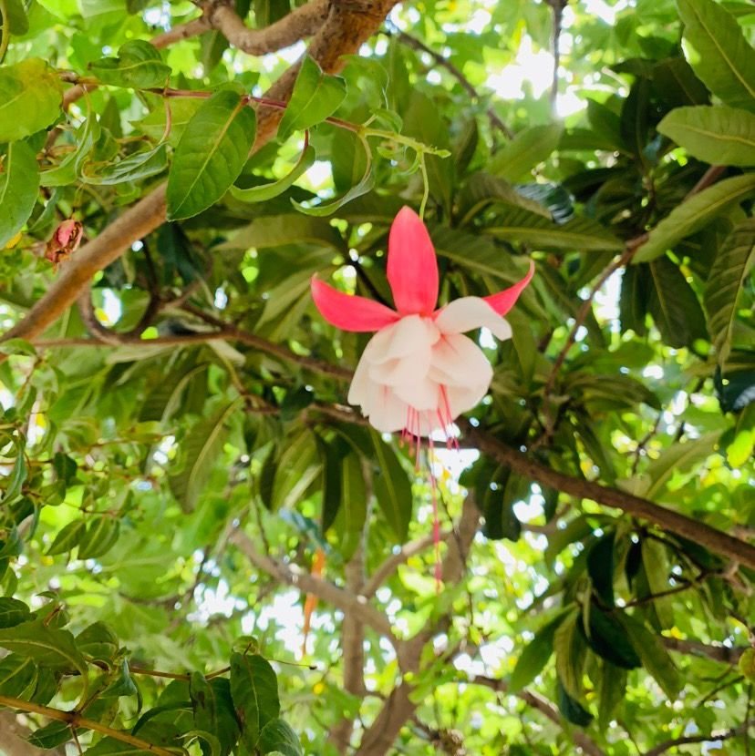 Brinco-de-princesa 'Annabel' (Fuchsia 'Annabel')