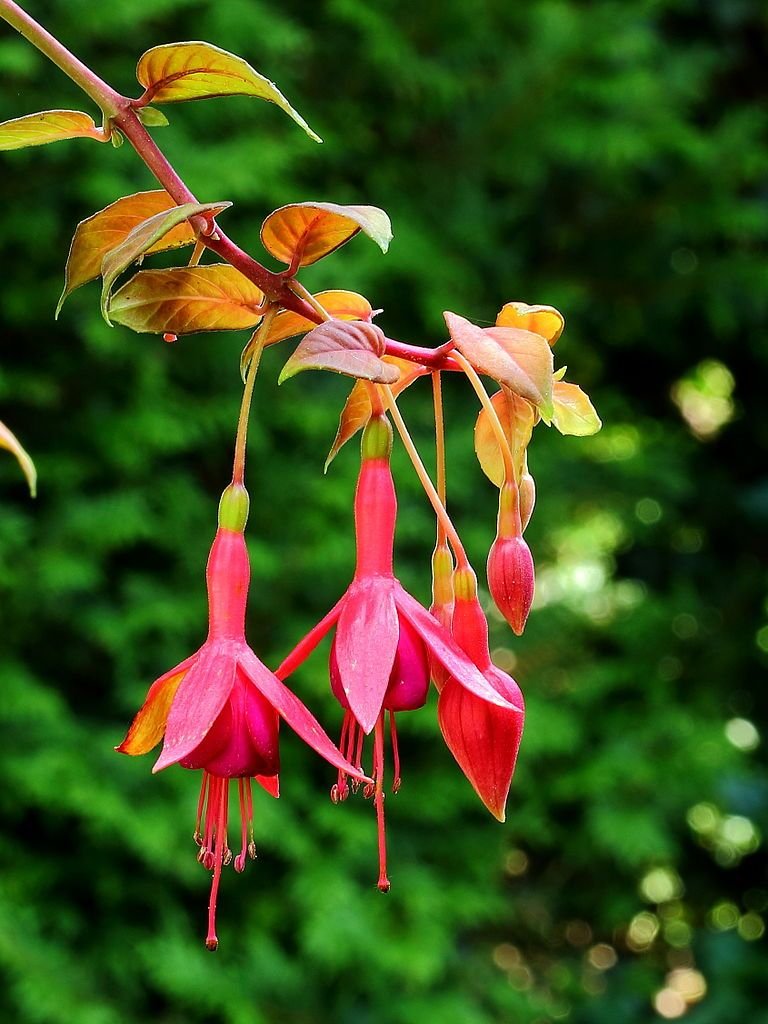 Brinco-de-princesa 'Autumnale' (Fuchsia 'Autumnale')