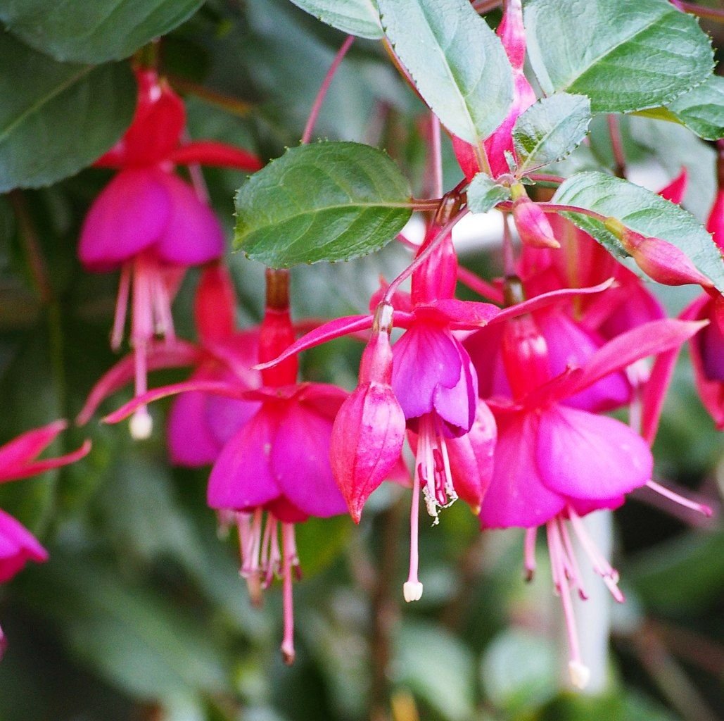 Brinco-de-princesa 'Brutus' (Fuchsia 'Brutus')