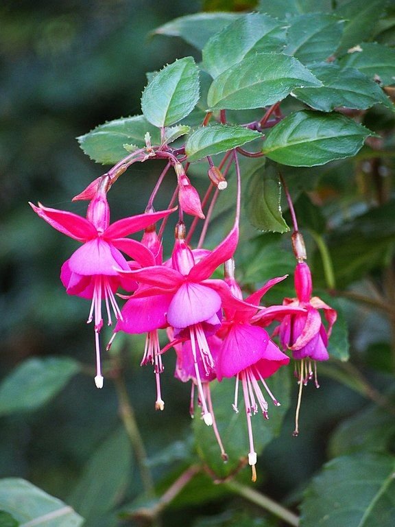 Como plantar Brinco-de-princesa 'Brutus' (Fuchsia 'Brutus')_1
