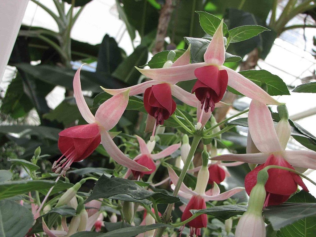Brinco-de-princesa 'Celia Smedley' (Fuchsia 'Celia Smedley')