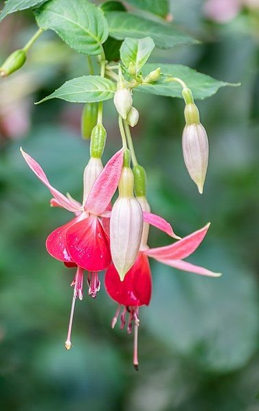 Como plantar Brinco-de-princesa 'Celia Smedley' (Fuchsia 'Celia Smedley')_1