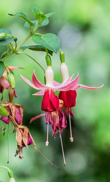 Onde plantar Brinco-de-princesa 'Celia Smedley' (Fuchsia 'Celia Smedley')_2