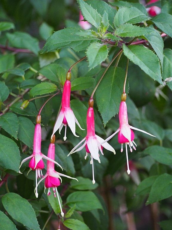 Brinco-de-princesa 'Checkerboard' (Fuchsia 'Checkerboard')