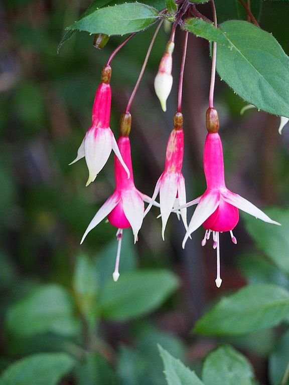 Como plantar Brinco-de-princesa 'Checkerboard' (Fuchsia 'Checkerboard')_1