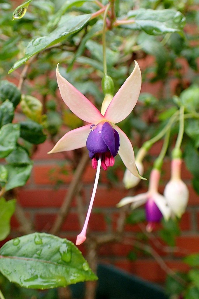 Brinco-de-princesa 'Chillerton Beauty' (Fuchsia 'Chillerton Beauty')