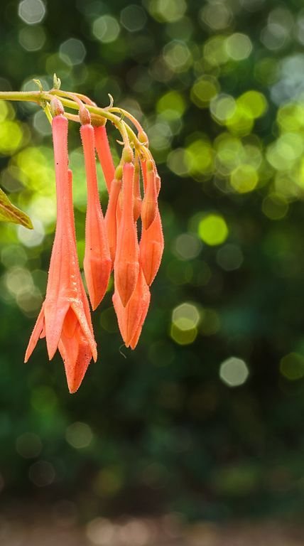 Como plantar Brinco-de-princesa 'Coralle' (Fuchsia 'Coralle')_1