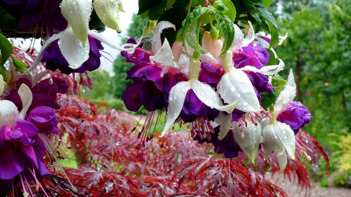 Brinco-de-princesa 'Deep Purple' (Fuchsia 'Deep Purple')