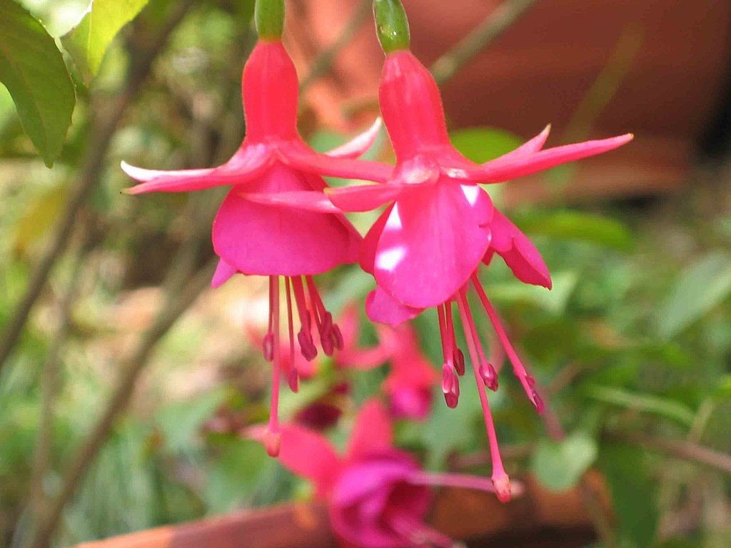 Brinco-de-princesa 'Display' (Fuchsia 'Display')