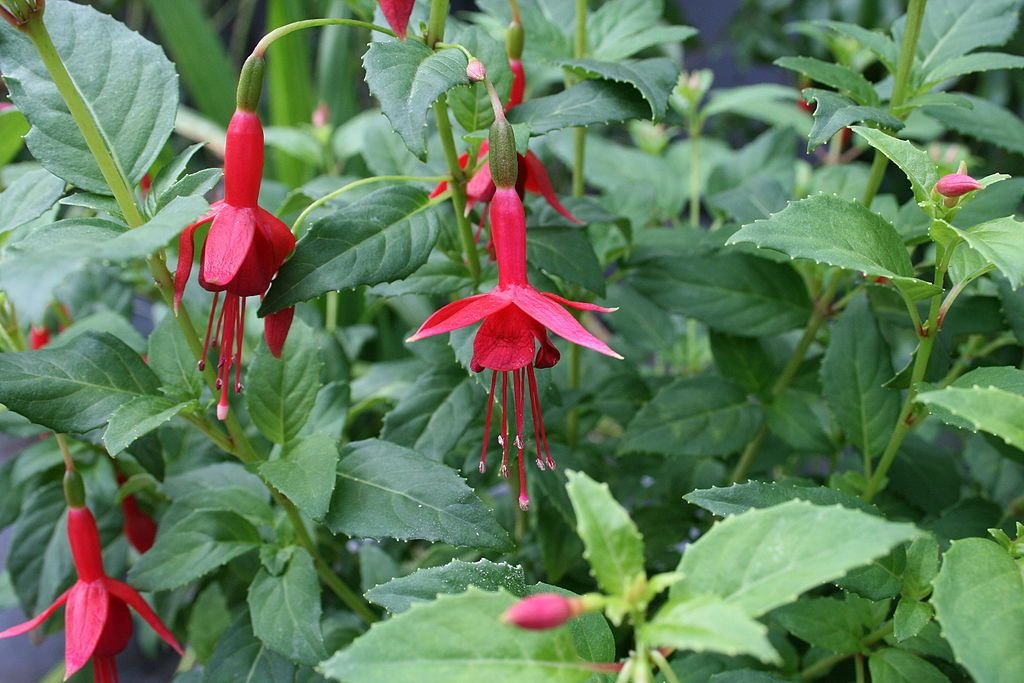 Brinco-de-princesa 'Flash' (Fuchsia 'Flash')