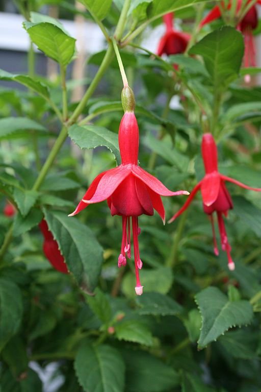Como plantar Brinco-de-princesa 'Flash' (Fuchsia 'Flash')_1