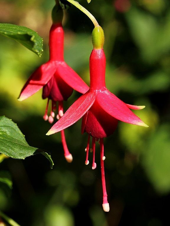 Onde plantar Brinco-de-princesa 'Flash' (Fuchsia 'Flash')_2