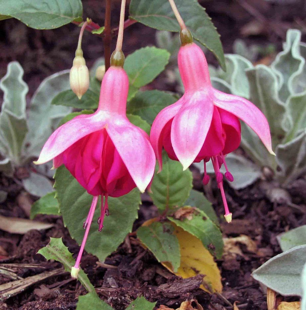 Brinco-de-princesa 'Garden News' (Fuchsia 'Garden News')