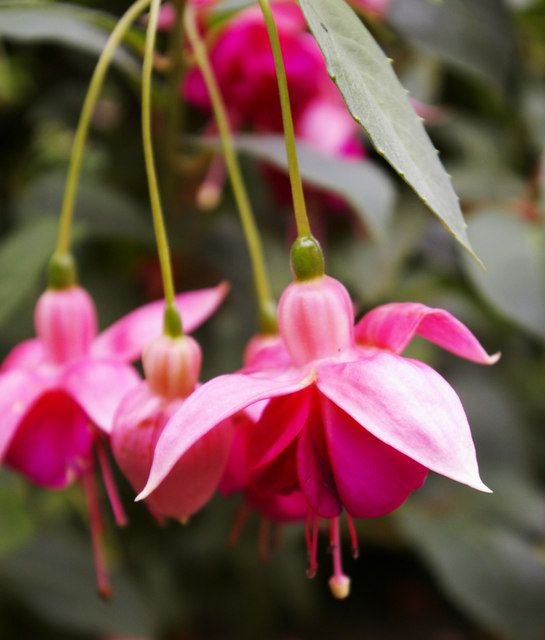 Como plantar Brinco-de-princesa 'Garden News' (Fuchsia 'Garden News')_1