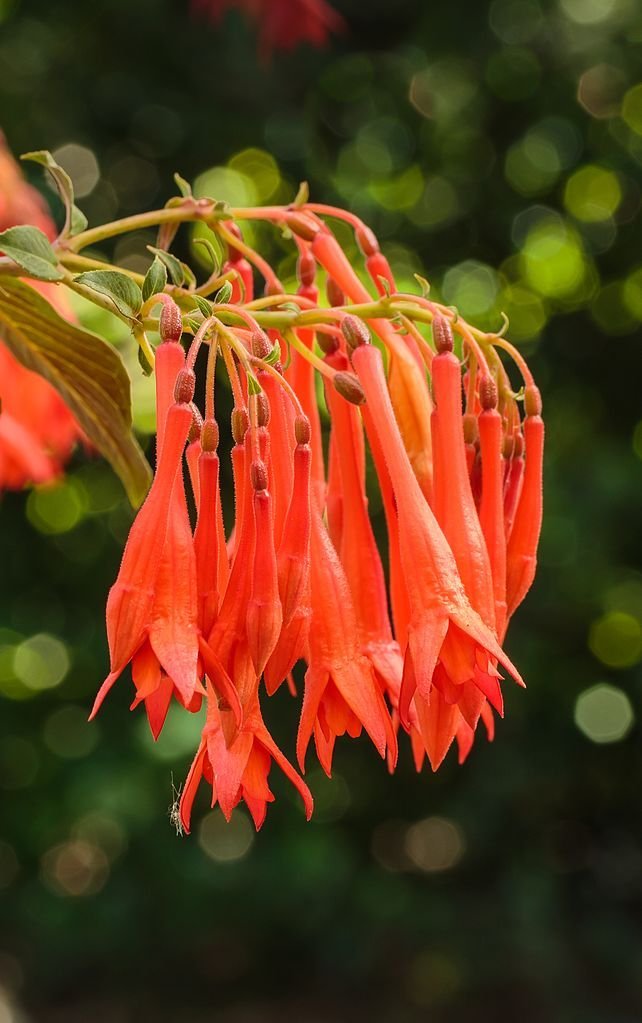 Brinco-de-princesa 'Gartenmeister Bonstedt' (Fuchsia 'Gartenmeister Bonstedt')