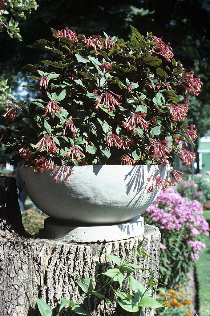 Como plantar Brinco-de-princesa 'Gartenmeister Bonstedt' (Fuchsia 'Gartenmeister Bonstedt')_1