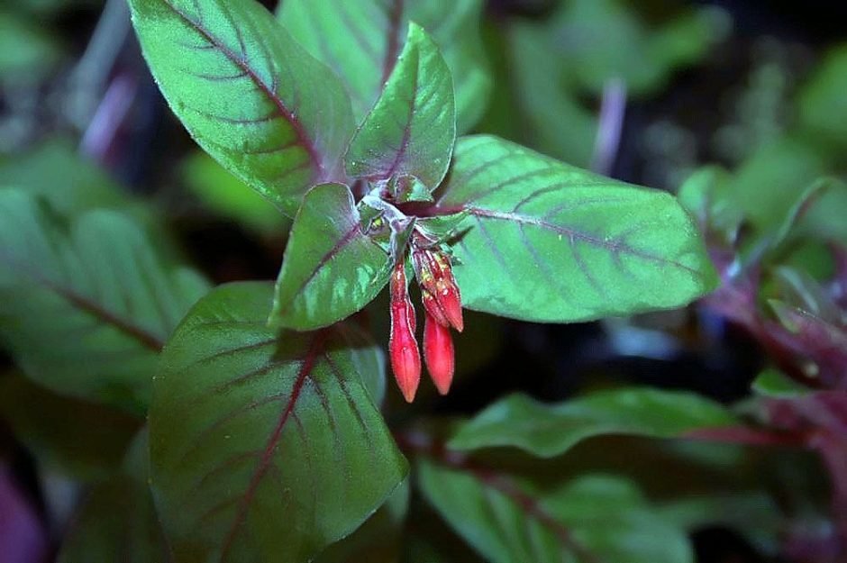 Onde plantar Brinco-de-princesa 'Gartenmeister Bonstedt' (Fuchsia 'Gartenmeister Bonstedt')_2