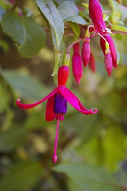 Brinco-de-princesa 'Genii' (Fuchsia 'Genii')
