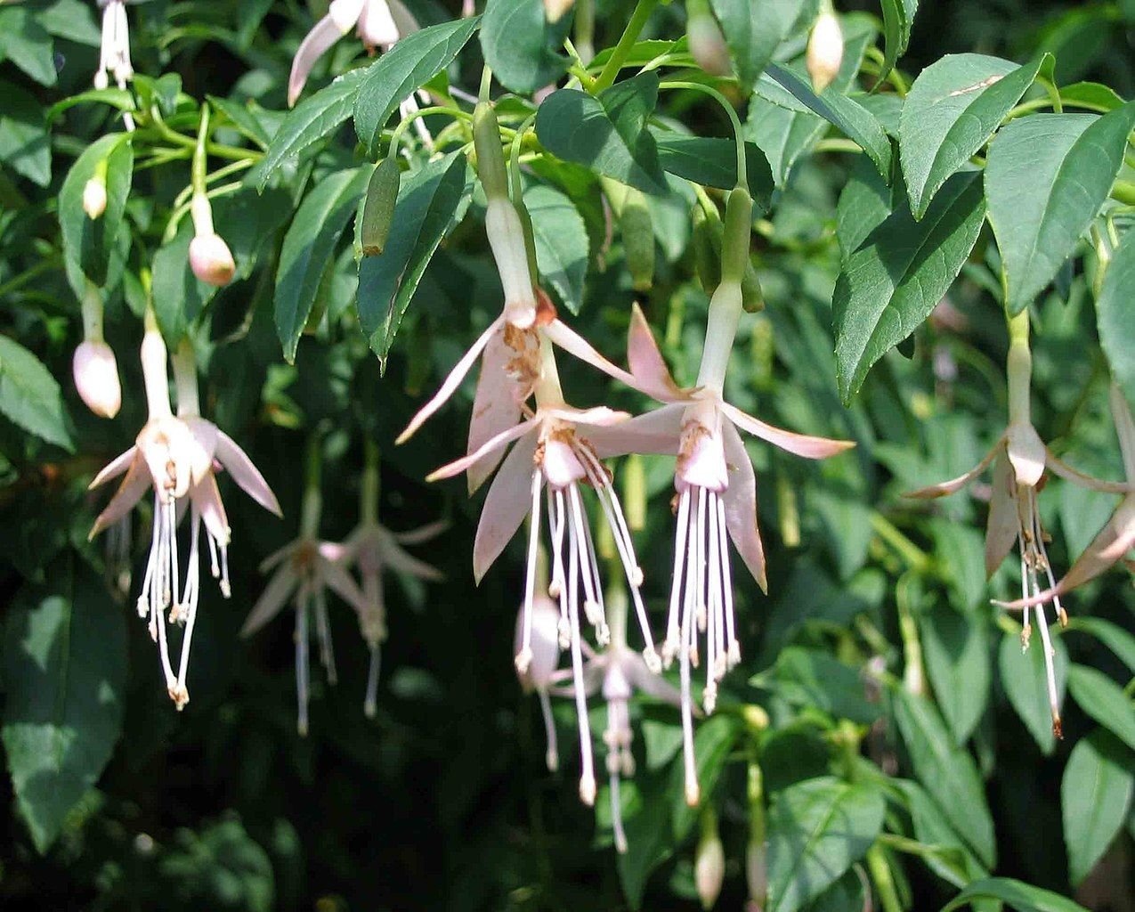 Brinco-de-princesa 'Hawkshead' (Fuchsia 'Hawkshead')