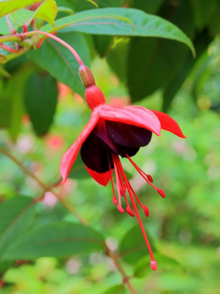 Brinco-de-princesa 'Lady Boothby' (Fuchsia 'Lady Boothby')
