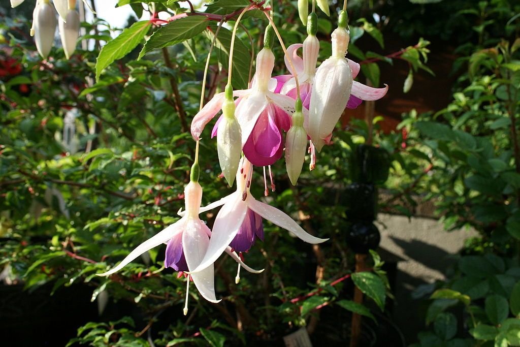 Brinco-de-princesa 'Lena' (Fuchsia 'Lena')