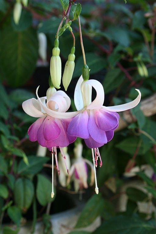 Como plantar Brinco-de-princesa 'Lena' (Fuchsia 'Lena')_1