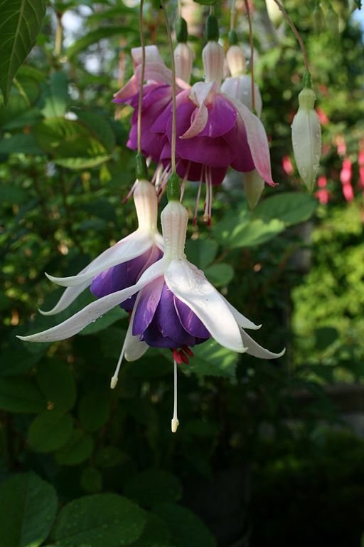 Onde plantar Brinco-de-princesa 'Lena' (Fuchsia 'Lena')_2