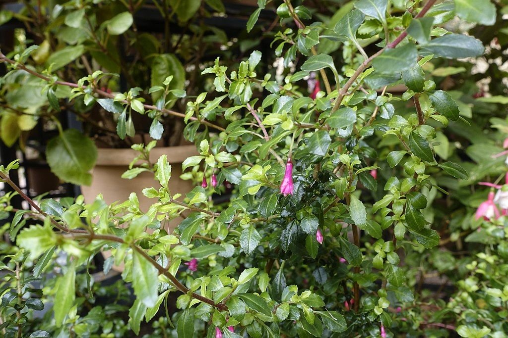 Brinco-de-princesa 'Lottie Hobby' (Fuchsia 'Lottie Hobby')