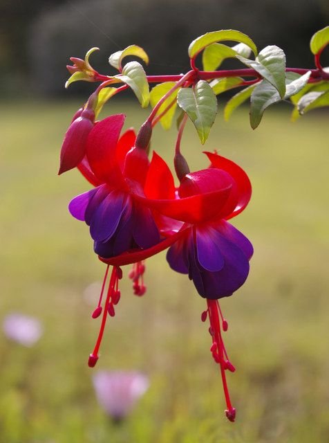 Brinco-de-princesa 'Margaret' (Fuchsia 'Margaret')