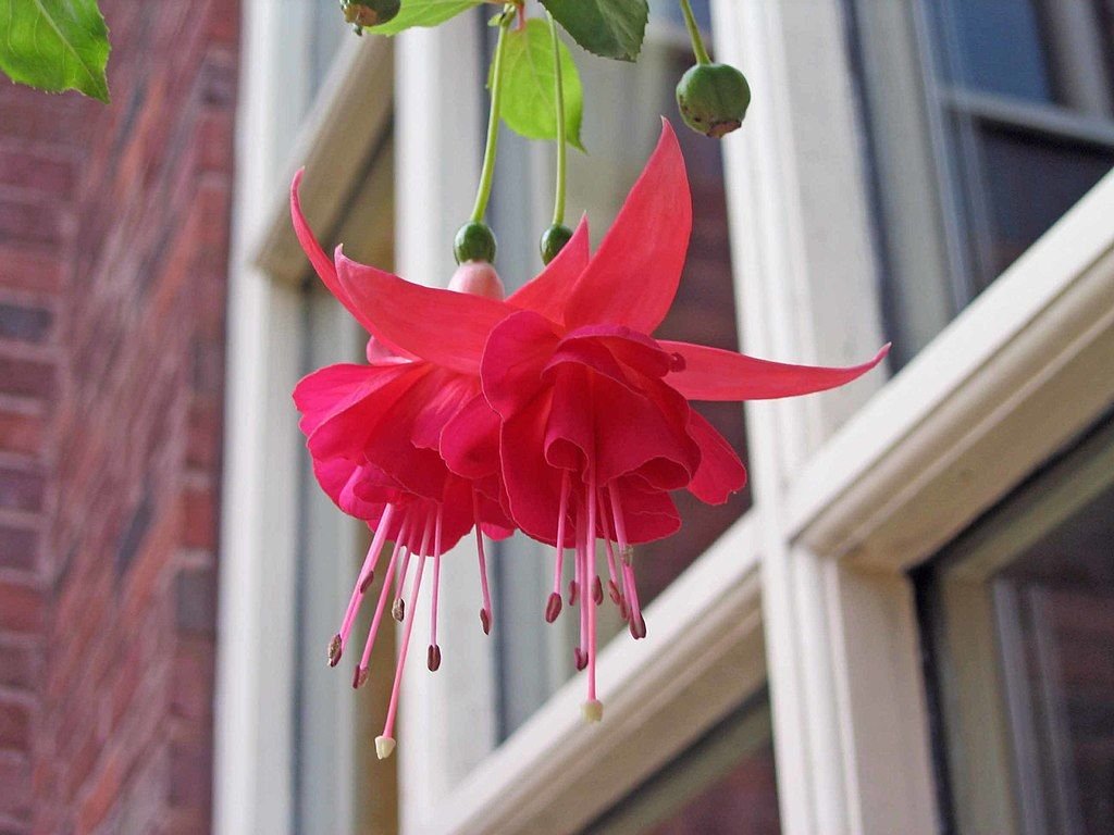 Brinco-de-princesa 'Marinka' (Fuchsia 'Marinka')