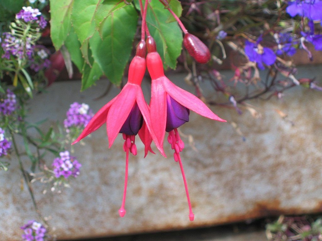 Brinco-de-princesa 'Mrs Popple' (Fuchsia 'Mrs Popple')