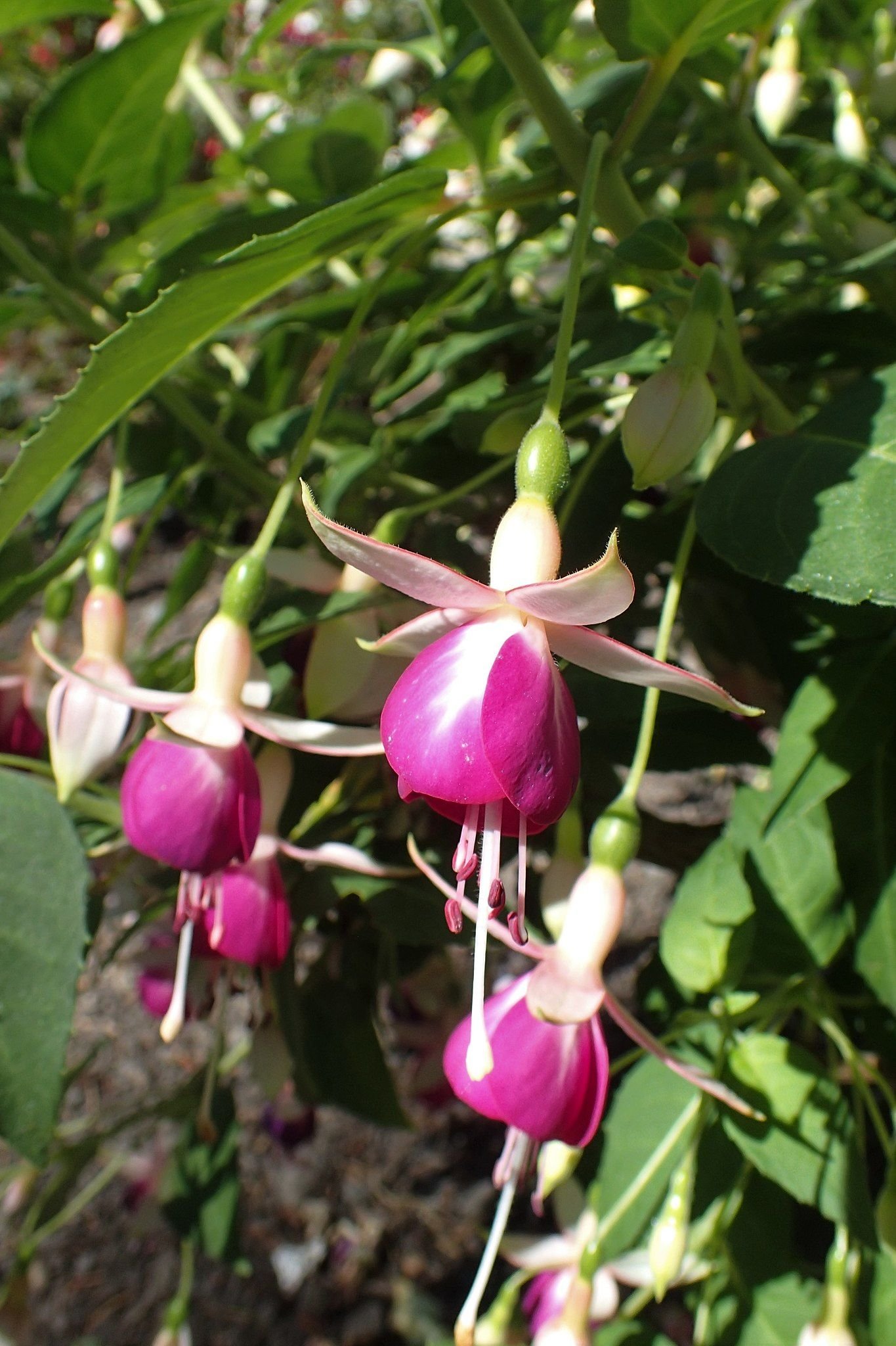 Brinco-de-princesa 'Rose of Castile Improved' (Fuchsia 'Rose of Castile Improved')