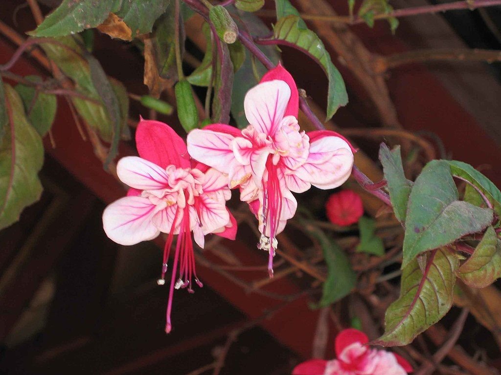 Brinco-de-princesa 'Swingtime' (Fuchsia 'Swingtime')