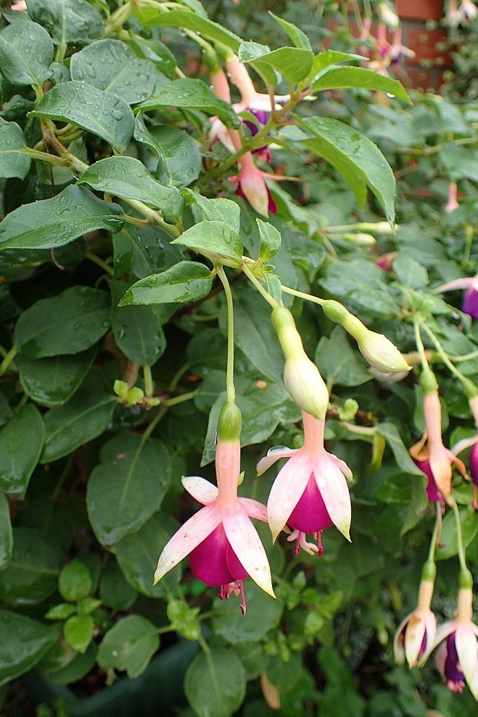 Brinco-de-princesa 'Tennessee Waltz' (Fuchsia 'Tennessee Waltz')