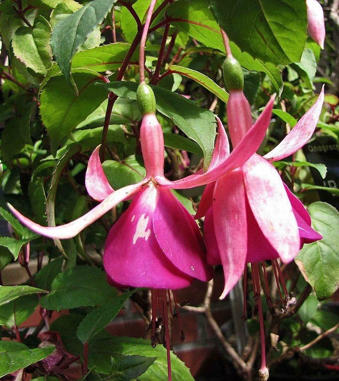 Como plantar Brinco-de-princesa 'Tennessee Waltz' (Fuchsia 'Tennessee Waltz')_1