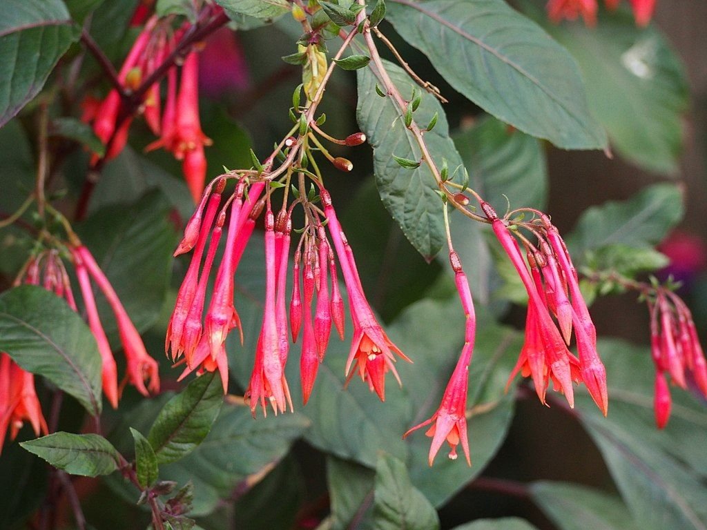 Brinco-de-princesa 'Thalia' (Fuchsia 'Thalia')