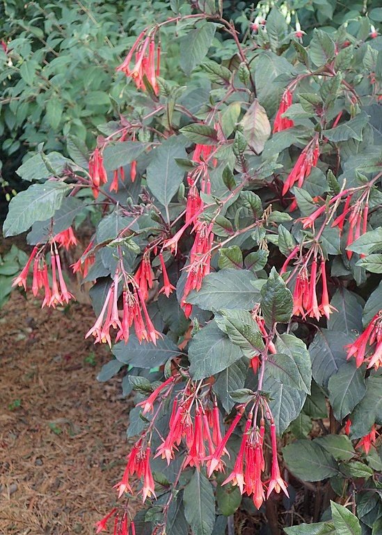 Como plantar Brinco-de-princesa 'Thalia' (Fuchsia 'Thalia')_1