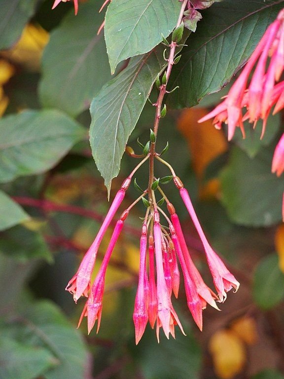 Onde plantar Brinco-de-princesa 'Thalia' (Fuchsia 'Thalia')_2