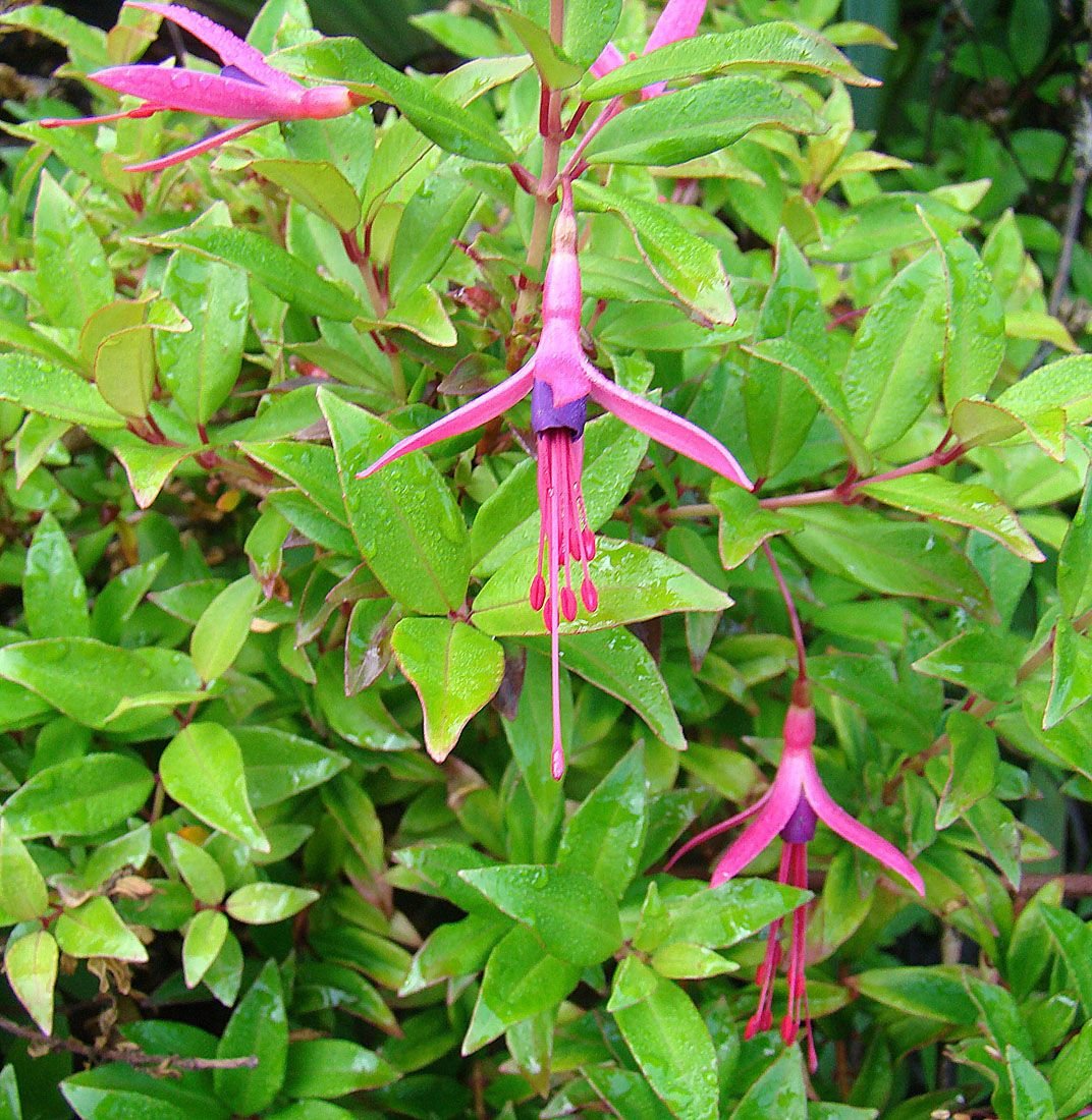 Brinco-de-princesa glazioviana (Fuchsia glazioviana)