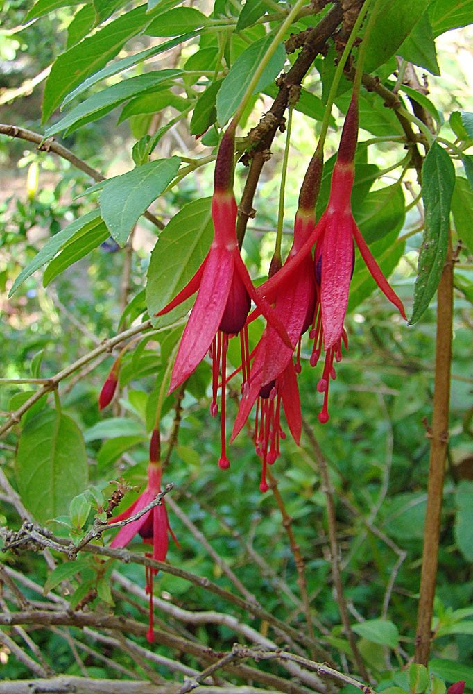 Como plantar Brinco-de-princesa hatschbachii (Fuchsia hatschbachii)_1