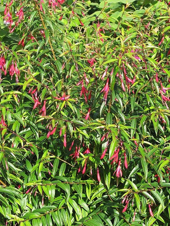 Onde plantar Brinco-de-princesa hatschbachii (Fuchsia hatschbachii)_2