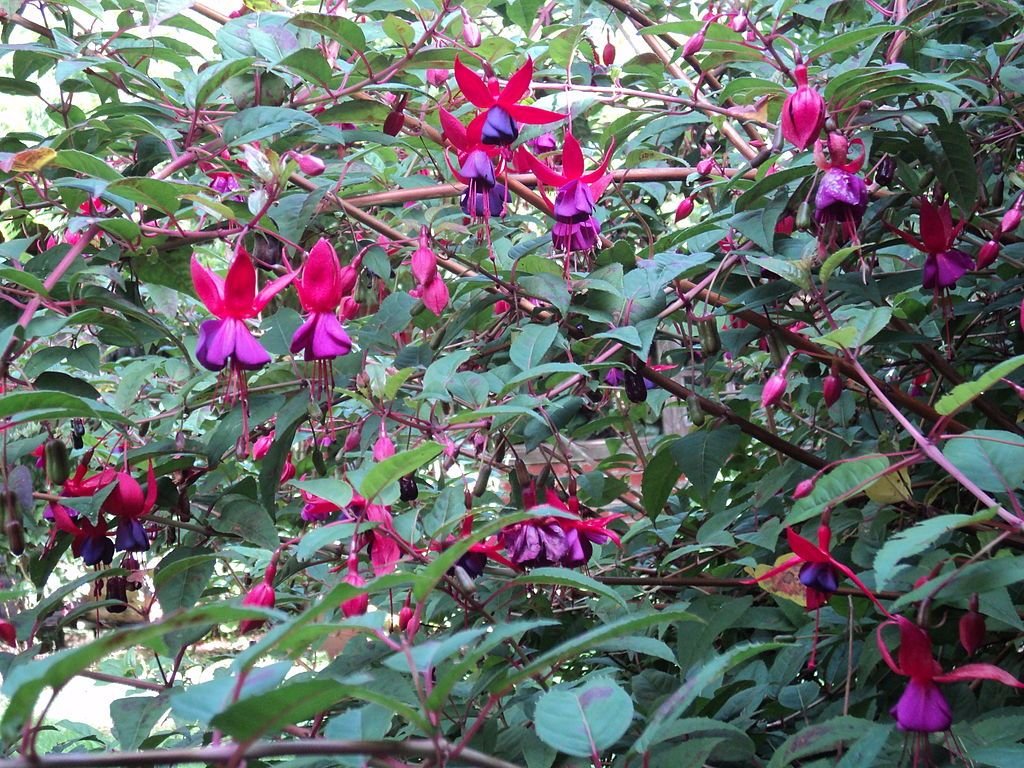 Brinco-de-princesa magellanica (Fuchsia magellanica)