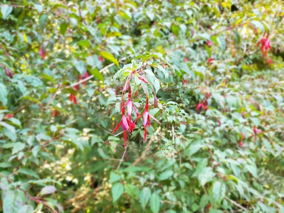 Como plantar Brinco-de-princesa magellanica (Fuchsia magellanica)_1