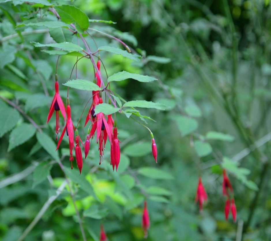Onde plantar Brinco-de-princesa magellanica (Fuchsia magellanica)_2