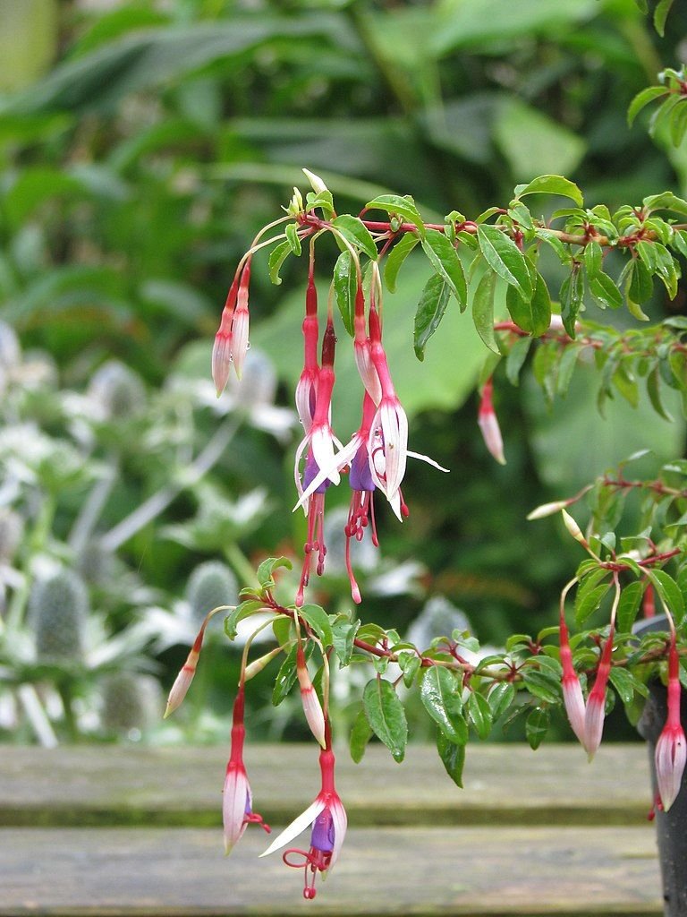 Brinco-de-princesa magellanica 'Lady Bacon' (Fuchsia magellanica 'Lady Bacon')